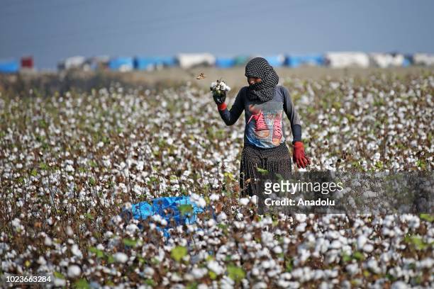 Woman prepares to throw a handful of cottons into a sack during the cotton harvest in Cukurova district in the southern Adana province of Turkey on...