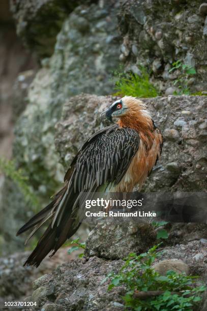 bearded vulture, gypaetus barbatus, switzerland - bearded vulture fotografías e imágenes de stock