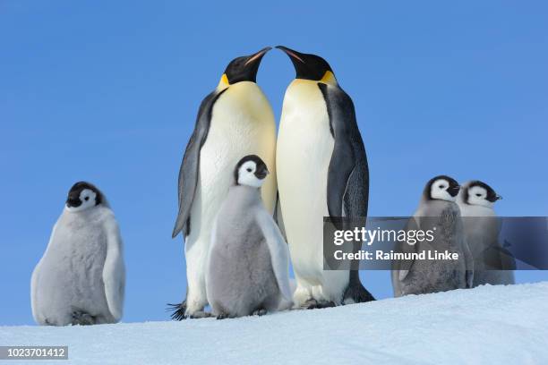 emperor penguins, aptenodytes forsteri, pair with chicks, snow hill island, antartic peninsula, antarctica - penguin stockfoto's en -beelden