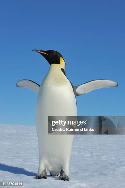 emperor penguins, aptenodytes forsteri, adult spreading wings, snow hill island, antartic peninsula, antarctica - pinguïn stockfoto's en -beelden