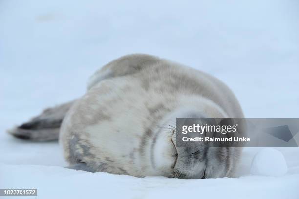 weddell seal, leptonychotes weddelli, lying on ice sleeping, snow hill island, weddel sea, antarctic peninsula, antarctica - foca fotografías e imágenes de stock
