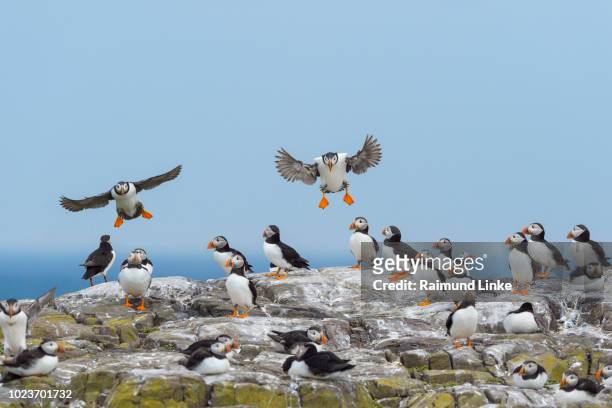 atlantic puffin, fratercula arctica, colony, farne island, northumberland, england, uk, europe - papageitaucher stock-fotos und bilder