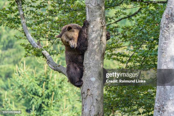 brown bear, ursus arctos, climbing on the tree, germany - bear stock-fotos und bilder