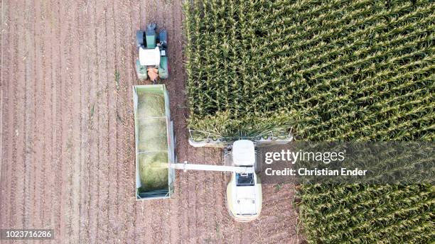 maize harvest in germany at sunset - maize weevil stock pictures, royalty-free photos & images