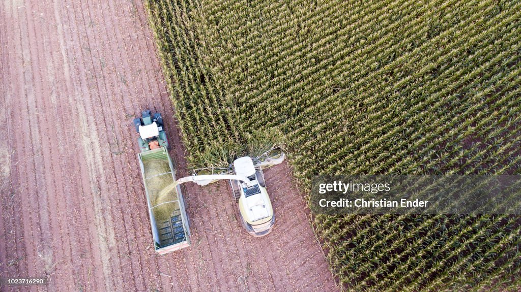 Maize harvest in Germany at sunset
