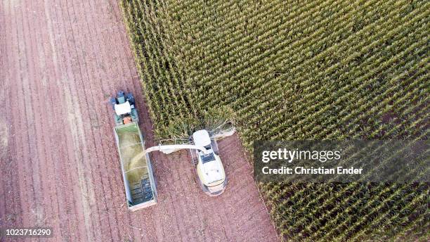 maize harvest in germany at sunset - maize weevil stock pictures, royalty-free photos & images