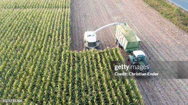 maize harvest in germany at sunset - maize weevil stock pictures, royalty-free photos & images