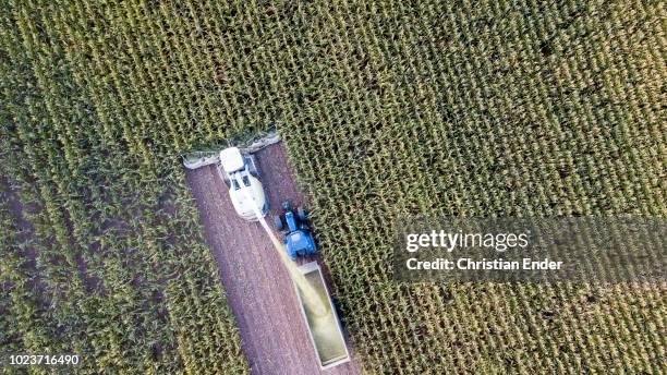 maize harvest in germany at sunset - maize weevil stock pictures, royalty-free photos & images