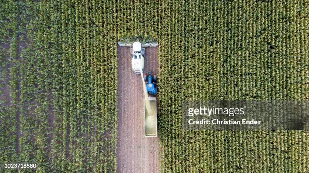 maize harvest in germany at sunset - maize weevil stock pictures, royalty-free photos & images
