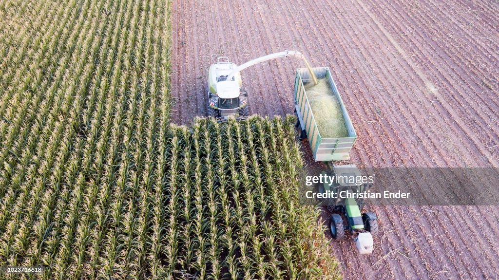 Maize harvest in Germany at sunset