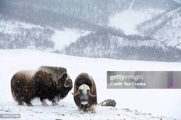 muskoxen (ovibos moschatus) - musk ox stock pictures, royalty-free photos & images