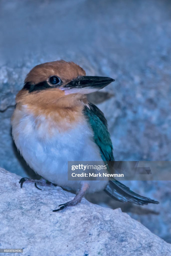 Guam Kingfisher