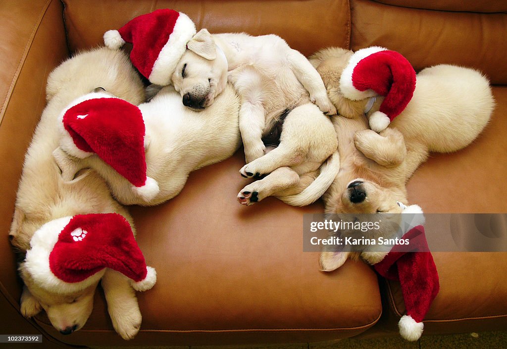 Sleeping santa dogs