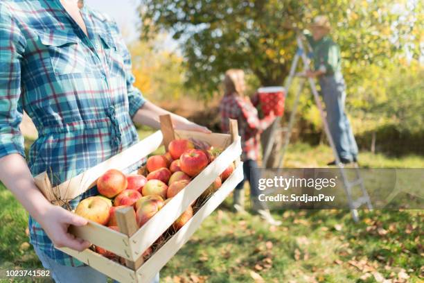 at a family farm - apple harvest stock pictures, royalty-free photos & images