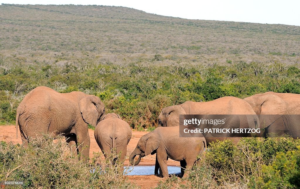 An african ostrich eats at the Addo Nati