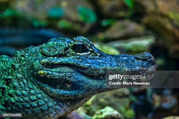 chinese alligator - alligator sinensis stock pictures, royalty-free photos & images