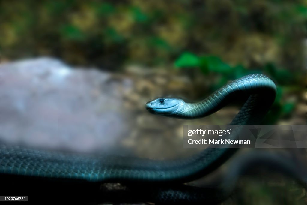 Black Mamba