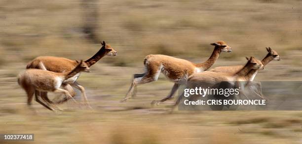 Wild vicunas try to run away moves during a traditional "Chaccu" feast --the roundup and shearing of vicunas for their wool-- in Pampa Galeras, 450...