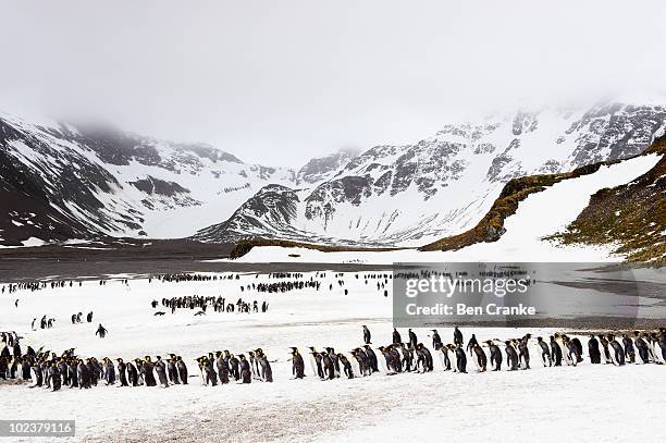 king penguins (aptenodytes patagonicus) - inselgruppe south sandwich islands stock-fotos und bilder