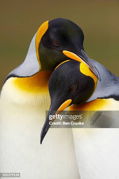 king penguins (aptenodytes patagonicus) - royal penguin stock pictures, royalty-free photos & images