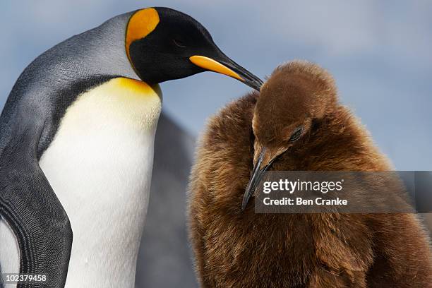 king penguins (aptenodytes patagonicus) - royal penguin bildbanksfoton och bilder