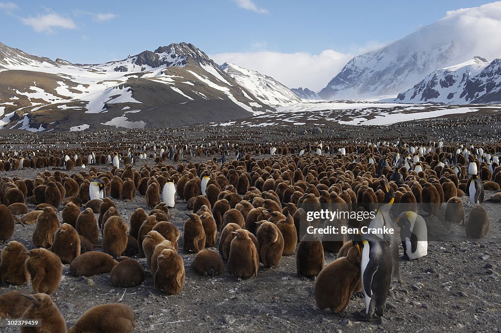 King Penguins (Aptenodytes patagonicus)