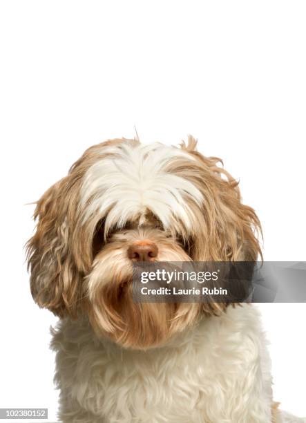 white havanese portrait - bichon stock-fotos und bilder