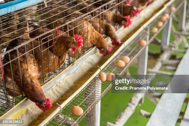 hen, chicken eggs and chickens eating food in farm. - hens on poultry farm stock pictures, royalty-free photos & images