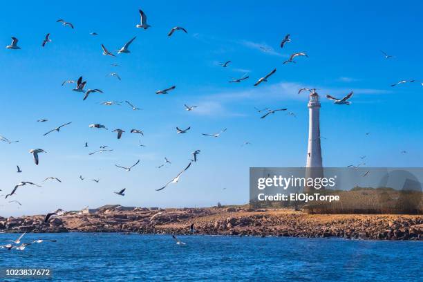lighthouse in isla de lobos (island), punta del este, uruguay - punta del este photos et images de collection