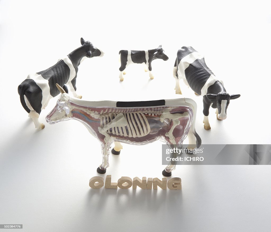 "CLONING" sign and toy cows.