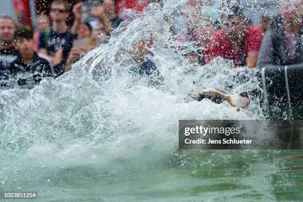 Dog jumps into a water basin during the dog diving competition at the 2018 Dog and Cat pets trade fair at Leipziger Messe trade fair halls on August...