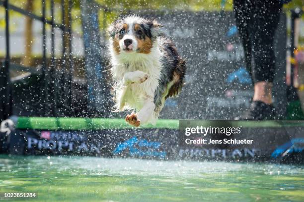 Dog jumps into a water basin during the dog diving competition at the 2018 Dog and Cat pets trade fair at Leipziger Messe trade fair halls on August...