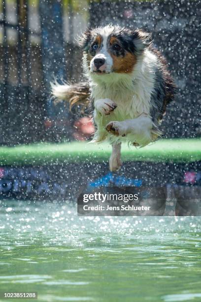 Dog jumps into a water basin during the dog diving competition at the 2018 Dog and Cat pets trade fair at Leipziger Messe trade fair halls on August...