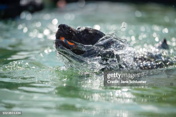 Dog swims into a water basin during the dog diving competition at the 2018 Dog and Cat pets trade fair at Leipziger Messe trade fair halls on August...