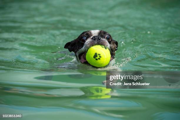 Dog swims into a water basin during the dog diving competition at the 2018 Dog and Cat pets trade fair at Leipziger Messe trade fair halls on August...