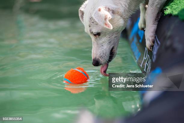 Dog is seen beside a water basin during the dog diving competition at the 2018 Dog and Cat pets trade fair at Leipziger Messe trade fair halls on...