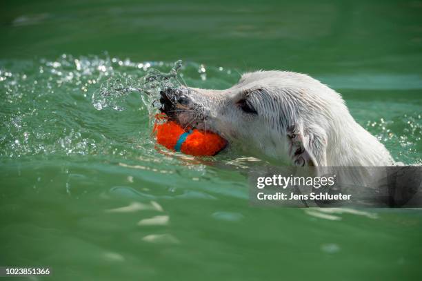 Dog swims into a water basin during the dog diving competition at the 2018 Dog and Cat pets trade fair at Leipziger Messe trade fair halls on August...