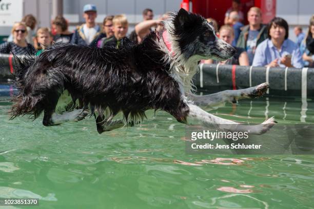 Dog jumps into a water basin during the dog diving competition at the 2018 Dog and Cat pets trade fair at Leipziger Messe trade fair halls on August...