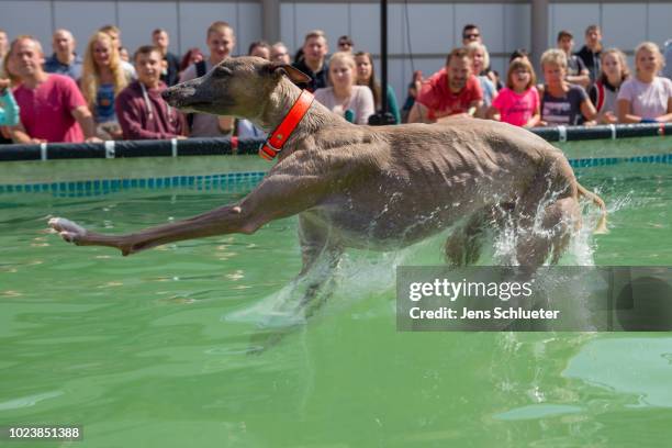 Dog jumps into a water basin during the dog diving competition at the 2018 Dog and Cat pets trade fair at Leipziger Messe trade fair halls on August...