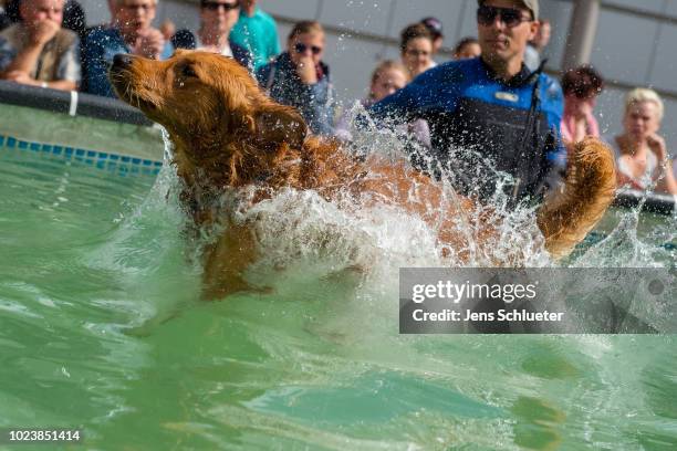 Dog jumps into a water basin during the dog diving competition at the 2018 Dog and Cat pets trade fair at Leipziger Messe trade fair halls on August...