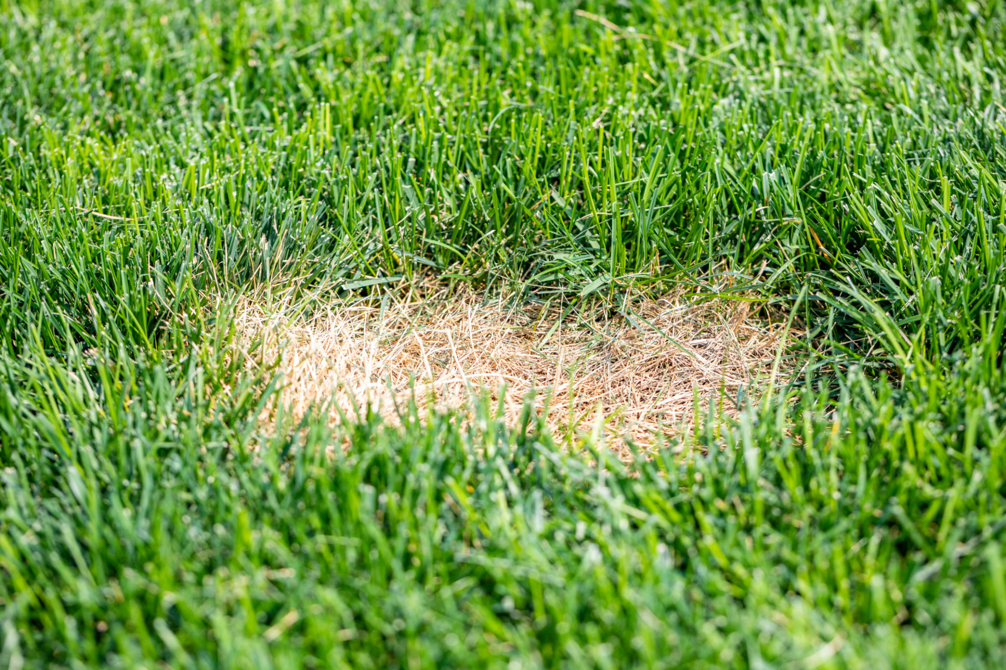 lawn diseases