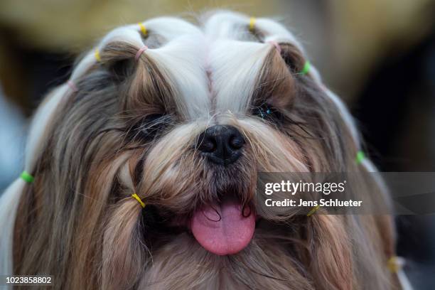Dog of the breed 'Shih Tzu' before a competition at the 2018 Dog and Cat pets trade fair at Leipziger Messe trade fair halls on August 26, 2018 in...