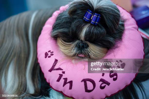 Dog of the breed 'Shih Tzu' before a competition at the 2018 Dog and Cat pets trade fair at Leipziger Messe trade fair halls on August 26, 2018 in...