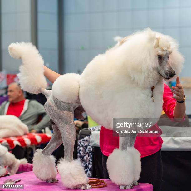 Dog of the breed 'royal poodle' before a competition at the 2018 Dog and Cat pets trade fair at Leipziger Messe trade fair halls on August 26, 2018...