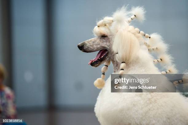 Dog of the breed 'royal poodle' before a competition at the 2018 Dog and Cat pets trade fair at Leipziger Messe trade fair halls on August 26, 2018...