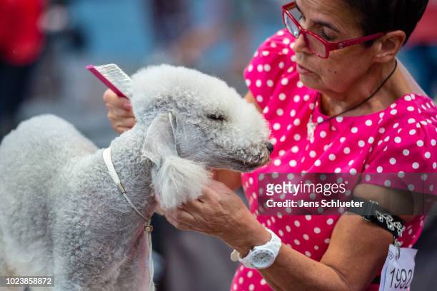 An owner grooms her dog of the breed 'Bedlington-Terrier' before a competition at the 2018 Dog and Cat pets trade fair at Leipziger Messe trade fair...