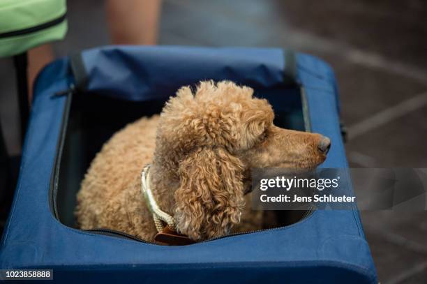 Dog of the breed 'small poodle' before a competition at the 2018 Dog and Cat pets trade fair at Leipziger Messe trade fair halls on August 26, 2018...