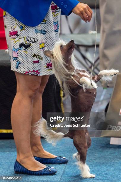 An owner and her dog of the breed 'Chinese Crested Dog' during a competition at the 2018 Dog and Cat pets trade fair at Leipziger Messe trade fair...