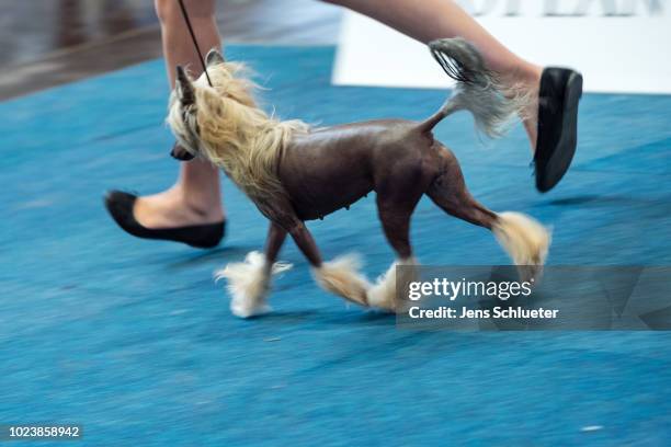 An owner and her dog of the breed 'Chinese Crested Dog' during a competition at the 2018 Dog and Cat pets trade fair at Leipziger Messe trade fair...