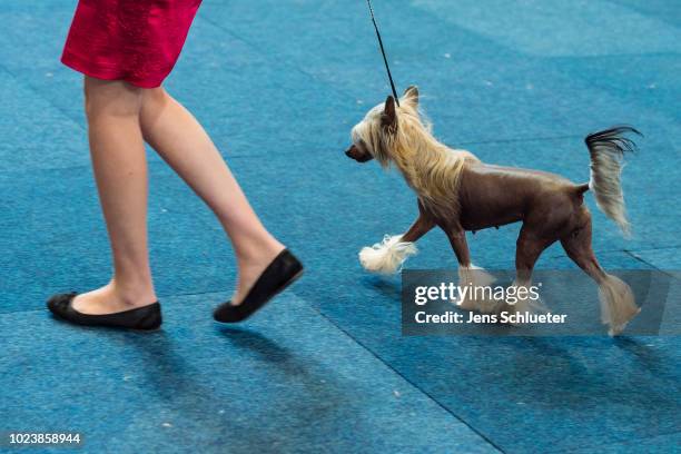 An owner and her dog of the breed 'Chinese Crested Dog' during a competition at the 2018 Dog and Cat pets trade fair at Leipziger Messe trade fair...